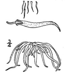 Wolffiella floridana.GIF