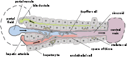 Hepatic structure2.svg