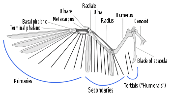 A illustration of the skeleton of a bird wing, with lines indicating where feather shafts would attach