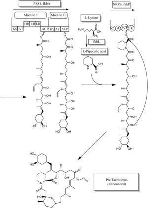 Tacrolimus biosynthesis part 2.tif