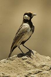 Fisher's Sparrow-Lark - Tanzania 2008-03-01 0063 (16759772588).jpg