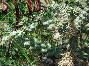 Starr 070402-6304 Cylindropuntia cholla.jpg
