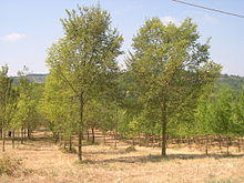 ARNO elm cultivar.jpg
