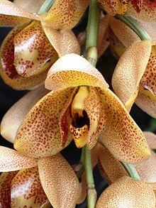 Acineta superba (404158402).jpg