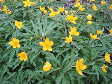 Anemone ranunculoides bgiu.jpg