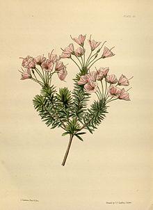 Bryanthus × erectus Paxton 019.jpg