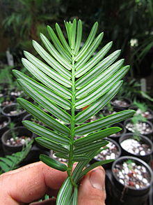 Cephalotaxus mannii.JPG
