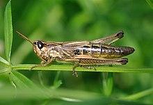 Chorthippus parallelus qtl3.jpg