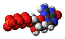 Space-filling model of the deoxyguanosine triphosphate anion