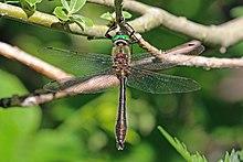 Downy emerald (Cordulia aenea) male.jpg