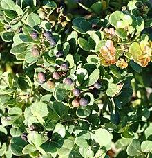 Dune Crowberry - Rhus crenata - South Africa 3.jpg