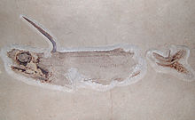 Falcatus Vienna.jpg