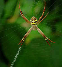 Female St Andrew's Cross Spider - Argiope keyserlingi.jpg