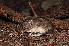 Heteromys irroratus texensis.jpg