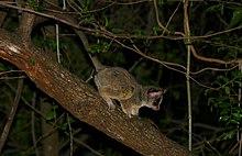 Lesser Galago (Galago moholi) (22851755208).jpg