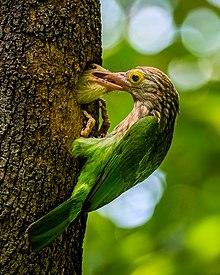 Lineated Barbet (দাগি বসন্তবৌরি) 2.jpg