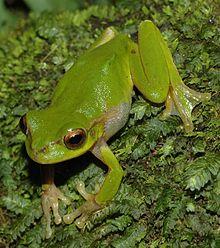 Litoria pearsoniana 3.JPG