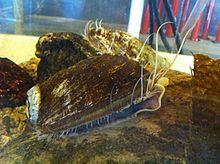 LivingAbalone.JPG