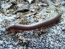NarceusAmericanusMillipede.jpg
