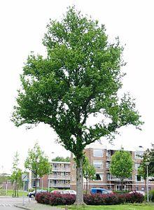 RN Ulmus hollandica Dampieri (bezettingslaan groningen) 040530b.JPG