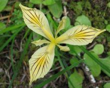 WildYellowIris.jpg