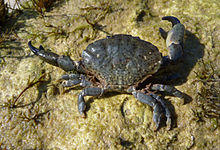 Xantho poressa 2009 G2.jpg