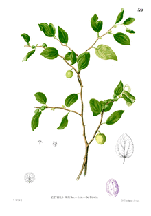 Zizyphus jujuba Blanco1.59.png