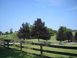 View of meadow on a farm estate
