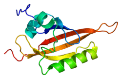 Protein ARNT PDB 1x0o.png