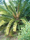 Encephalartos natalensis KirstenboshBotGard09292010B.JPG