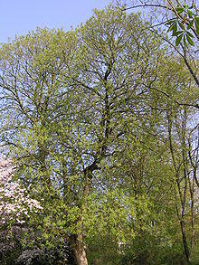 Aesculus flava2.jpg