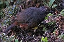 Black-throated Huet-huet argentina.jpg