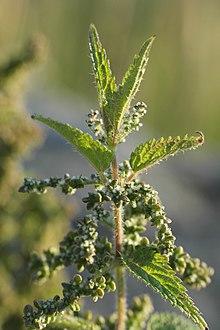 Brännässla (Urtica Dioica).jpg