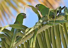 Haitisittich Psittacara chloropterus chloropterus.JPG