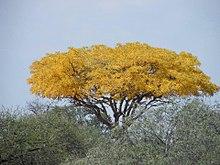 Kirkia acuminata00.jpg