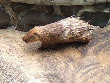 Landak Jawa Hystrix javanica.JPG