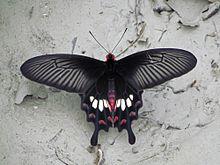 Open wing position of Pachliopta aristolochiae Fabricius, 1775 – Common Rose.jpg