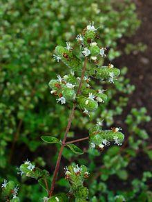 Origanum majorana 002.JPG