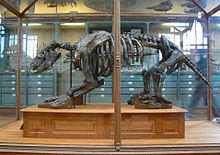 Scelidotherium leptocephalum side.jpg