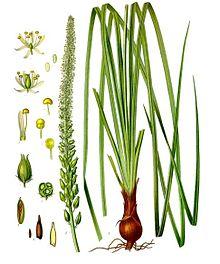 Schoenocaulon officinale - Köhler–s Medizinal-Pflanzen-262.jpg