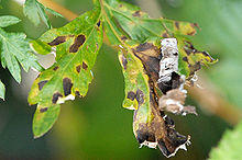 Septoria.artemisiae.-.lindsey.jpg