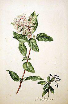 Viburnum tinus00.jpg