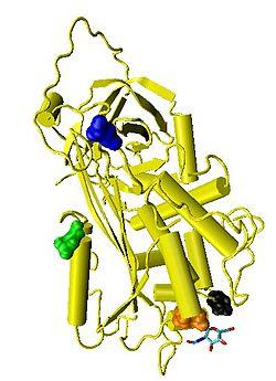 Antithrombin monomer.jpeg