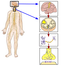 Somatic Nervous System Image.svg
