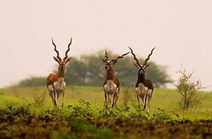 Blackbucks ranebennur.jpg