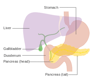Diagram showing the position of the pancreas CRUK 356.svg