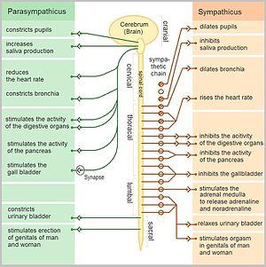 The Autonomic Nervous System.jpg