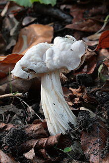 0 Helvella crispa - Havré (1).JPG