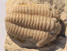 Calymene clavicula dorsal.jpg