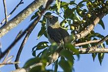 Cuban Solitaire - Cuba S4E9751 (17233178372).jpg